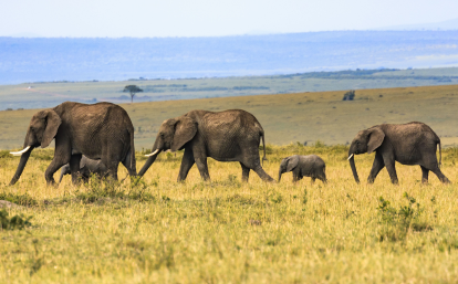 African elephants roaming through the wilderness of Botswana Elephant family roaming through the wilderness of Botswana in Africa